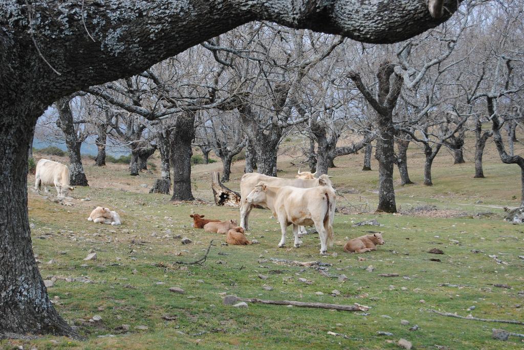 Casa Rural Romanejo Cabezabellosa Buitenkant foto