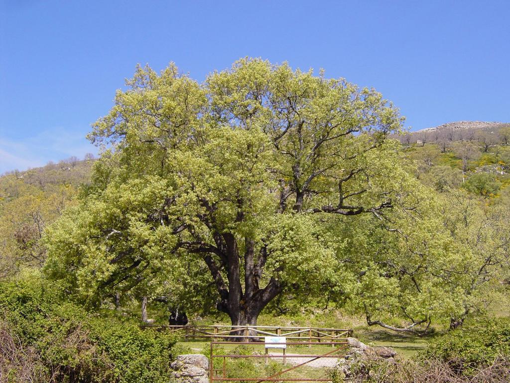 Casa Rural Romanejo Cabezabellosa Buitenkant foto
